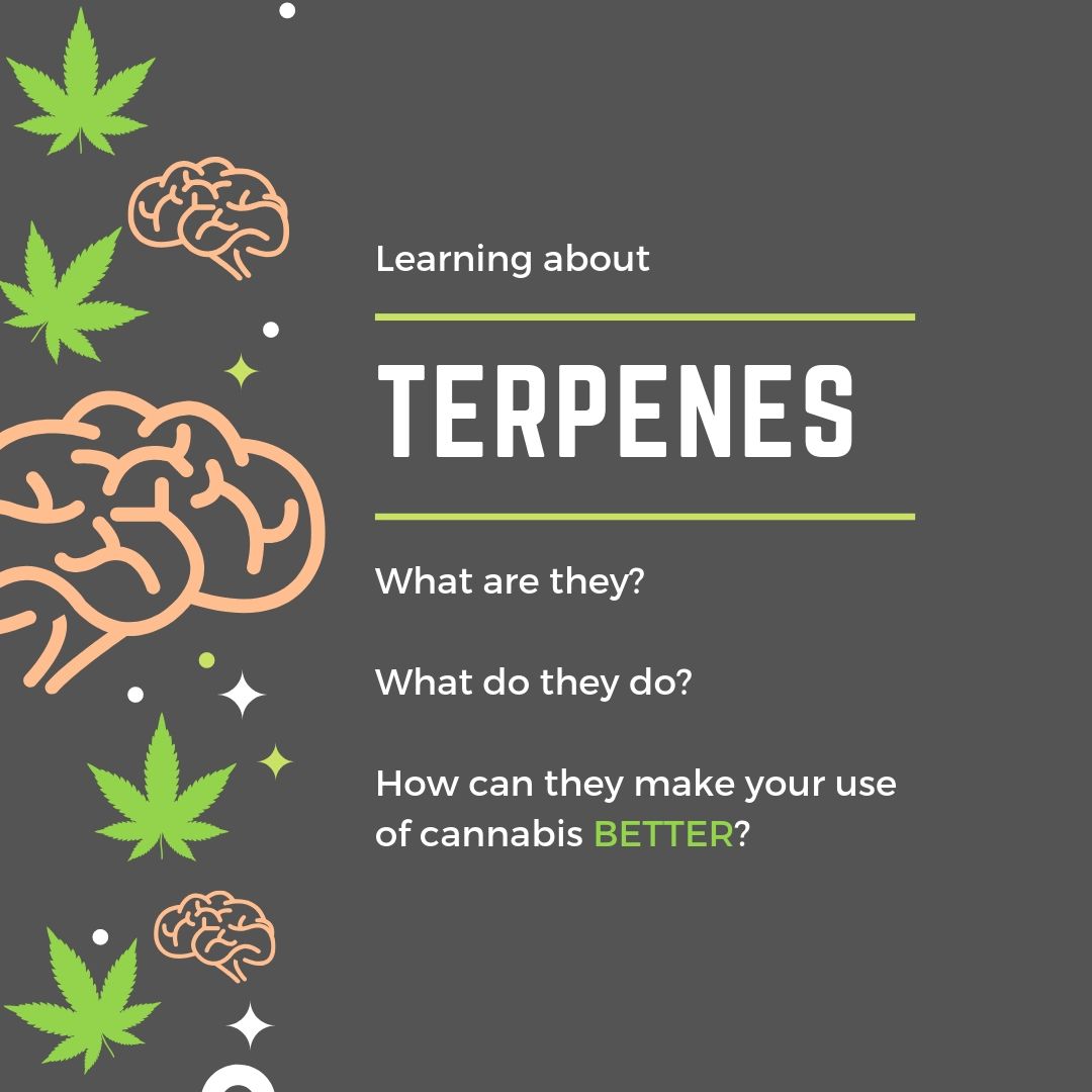 all about terpenes